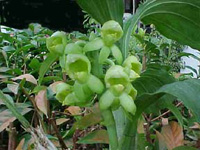 Catasetum barbatum (Female Flowers)