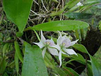 Epidendrum fragrans