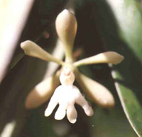 Epidendrum moyobambae