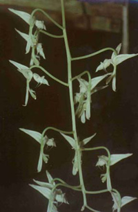 Gongora maculata Var. Lactea
